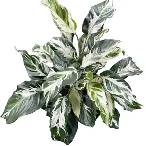 Calathea Stella 4” Potted Live Plant - Rare Exotic Houseplant - Giant Prayer Plant - Silver Striped Foliage - Tropical Gift - Unique Indoor Plant - Round Oversized Leaves - Statement Greenery - Collector's Item - Non-Toxic
