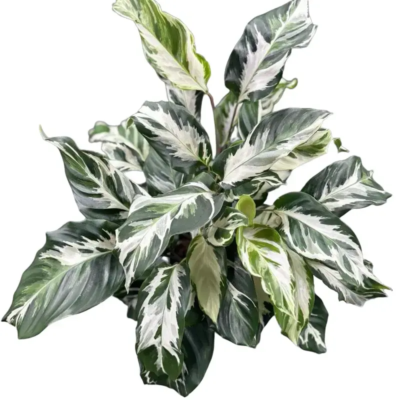 Calathea Stella Potted Live Plant 4in - Rare Exotic Houseplant - Giant Prayer Plant - Silver Striped Foliage - Tropical Gift - Unique Indoor Plant - Round Oversized Leaves - Statement Greenery - Collectors Item - Non-Toxic