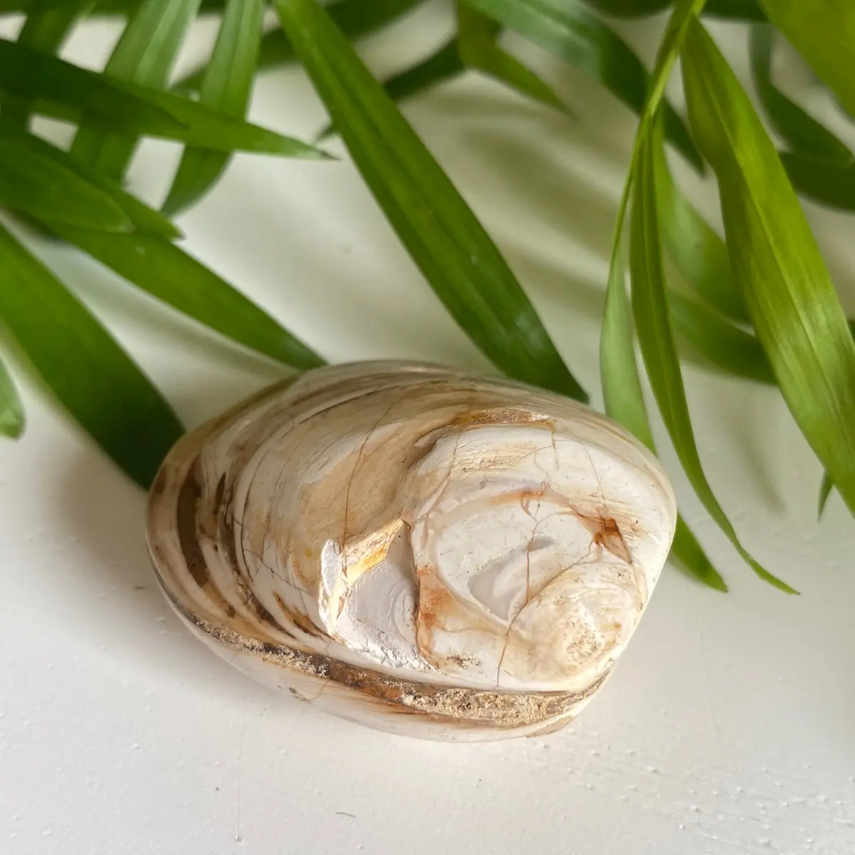 Bivalve Fossil- Unique aquarium decor- Perfect gift for new and seasoned aquarists!