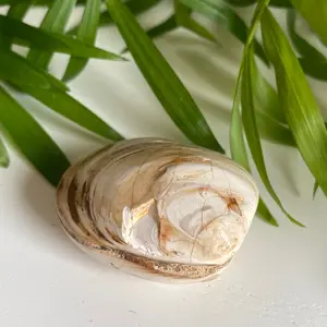 Bivalve Fossil- Unique aquarium decor- Perfect gift for new and seasoned aquarists!