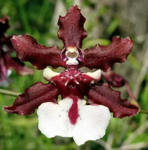 Onc Sharry Baby 'Sweet Fragrance', AM/AOS orchid plant