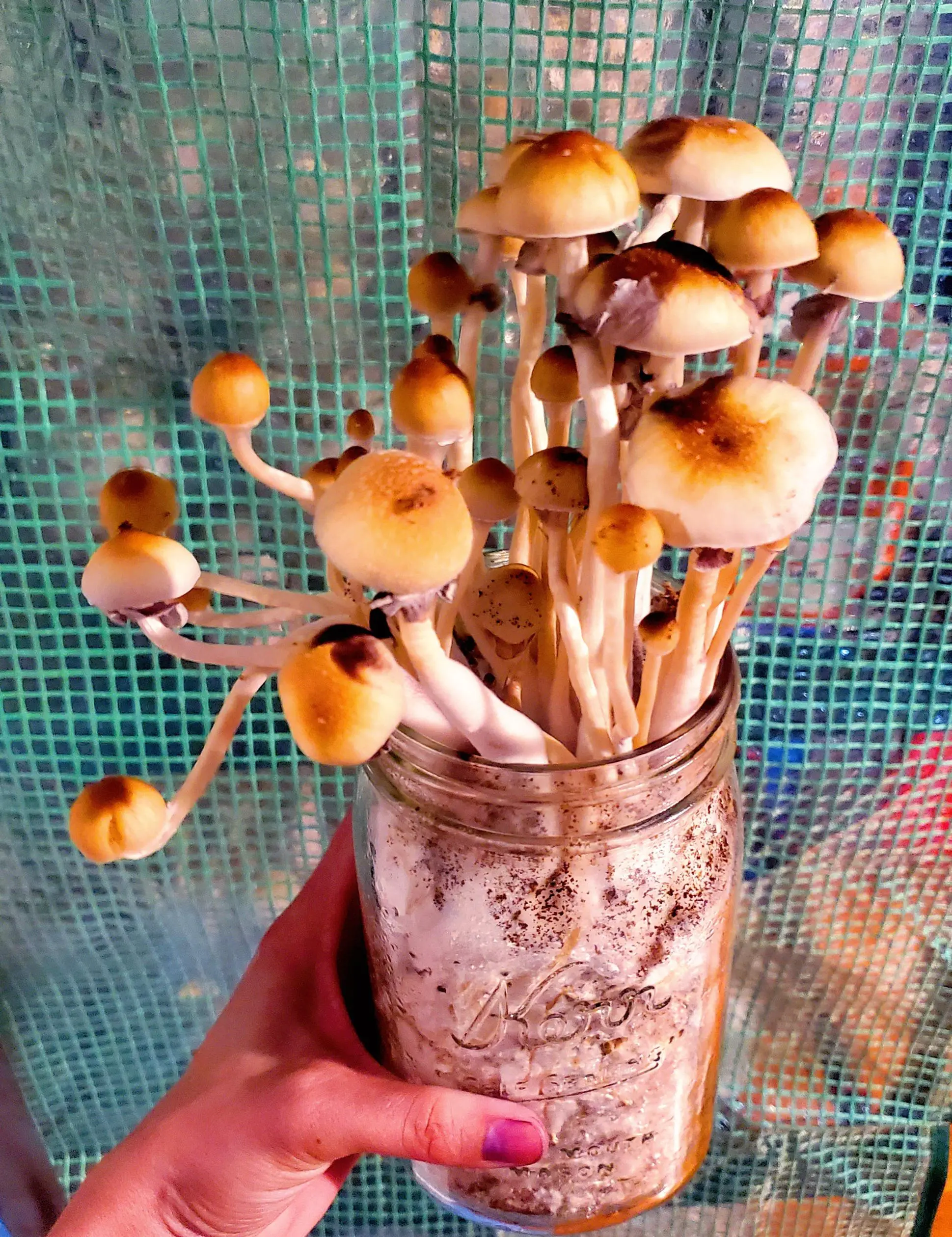 Half pint grow jar