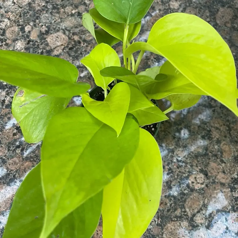 4" Neon Pothos Live Plant – Bright Chartreuse Houseplant in Pot, Easy Care Indoor Plant, Trailing Pothos for Home Décor