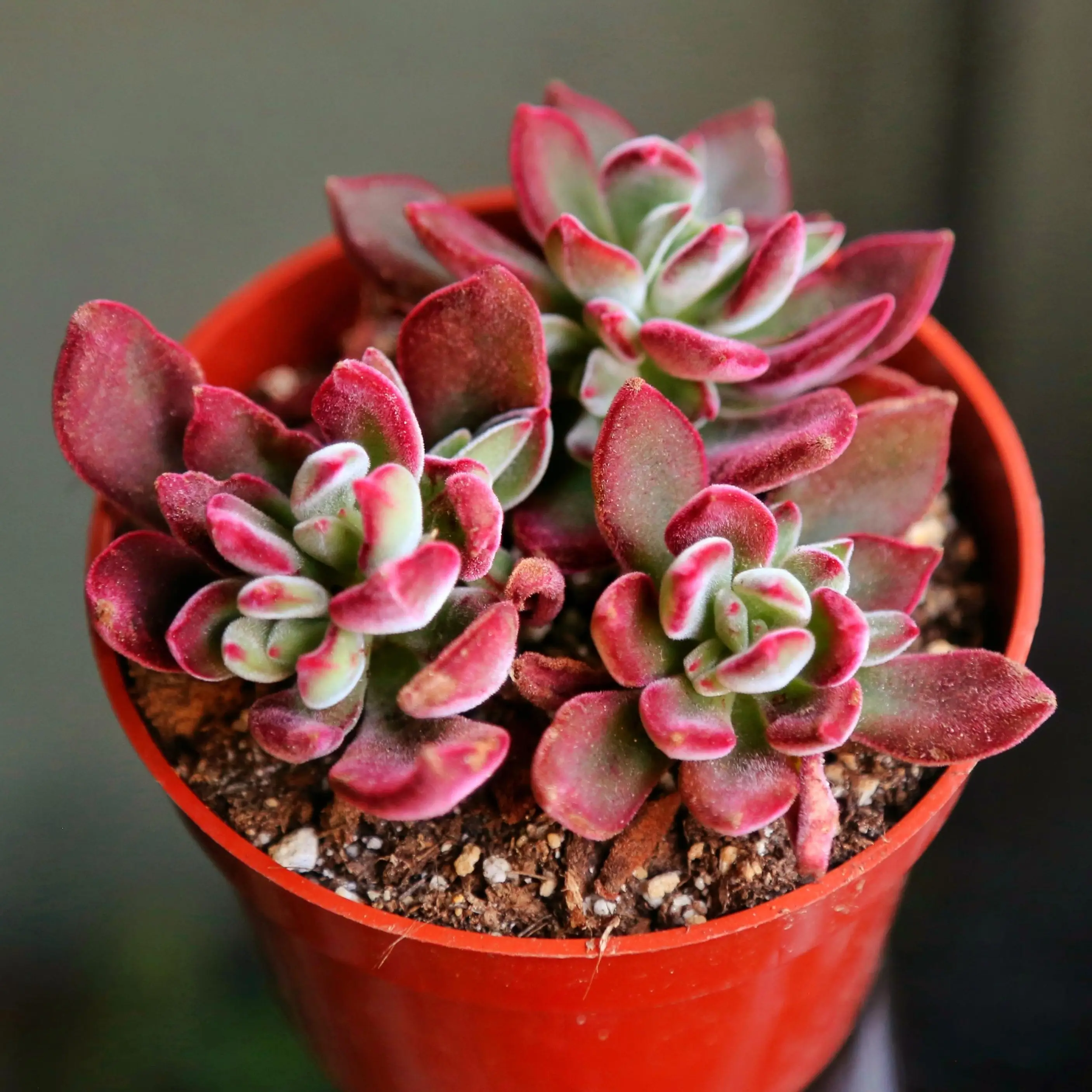 Echeveria Ruby Slippers Red Succulent 2" 4" Ship in Pot