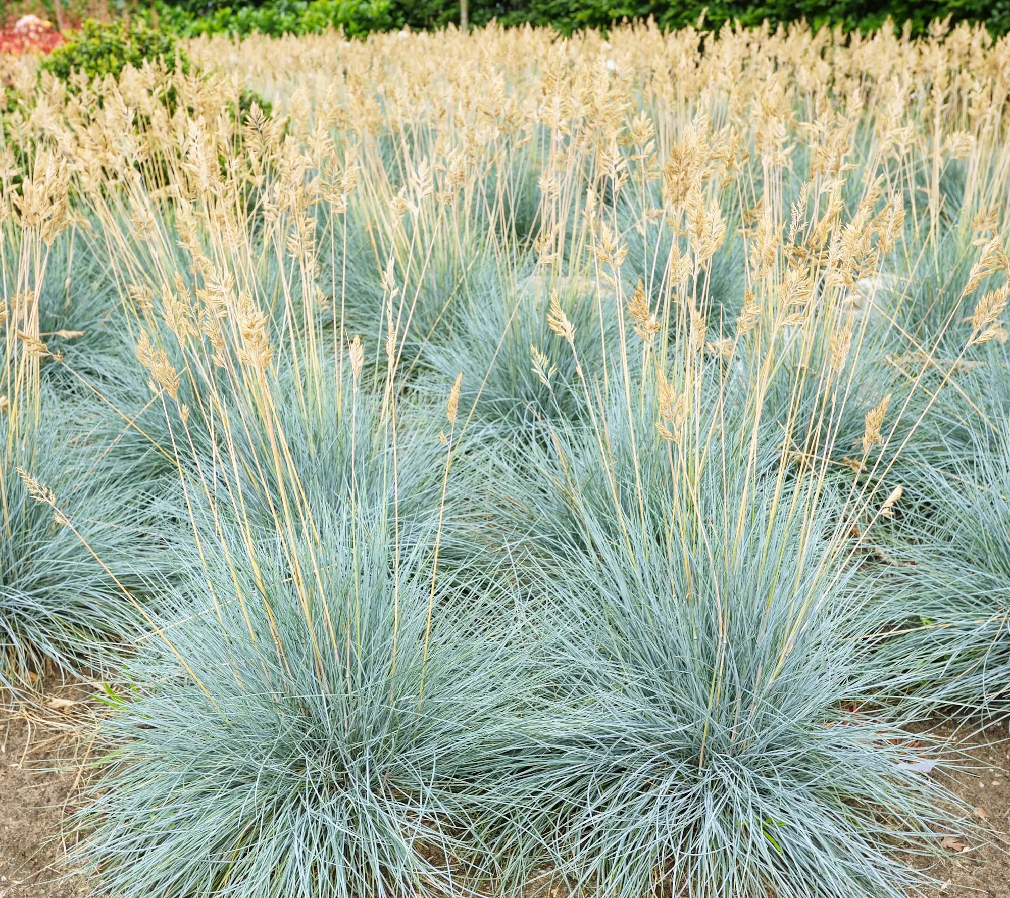 Cottage Farms 2-Piece Blue Fescue Grass Cottage Farms 2-Piece Blue Fescue Grass