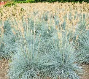 Cottage Farms 2-Piece Blue Fescue Grass