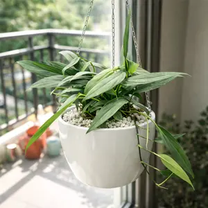 Pothos 'Silver Streak'