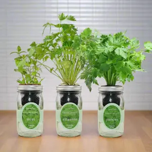 Hydroponic Herb Kit Trio - Mint, Cilantro, Parsley