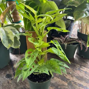 Monstera Adansonii Neon with Board | 4 Inch Pot | House Plant | Rare Live Plant