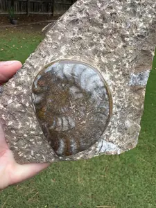 Large Polished Ammonite on Fossil Rock - 9" Long, 39 Ounces, Great Gift for Fossil Lovers, Free Gift Wrap & Shipping