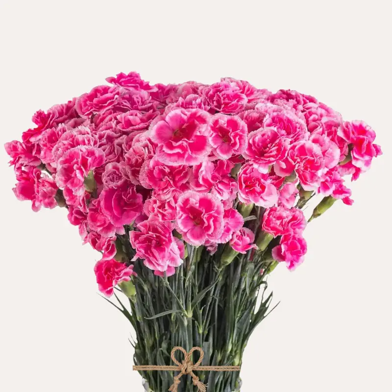 Mini Carnations Bicolor Hot Pink Cherry Tessino 150 Stems 60cm Long Lasting Vase Life Perfect for Special Occasions