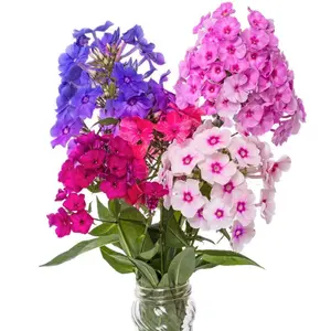 1000+ Phlox Seeds for Planting Mixed Color - Popstars Phlox Creeping Perennial Ground Cover - Annual Flower Seeds for Home and Garden, Blue