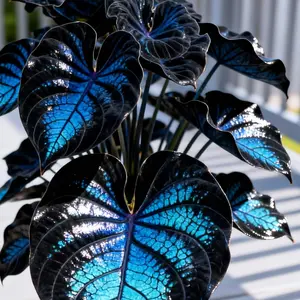 Hosta Seeds Pack of 800 Perennial Shade Plant for Garden Yard Start Low Maintenance Ideal Borders Under-Tree Areas Shaded Pathways