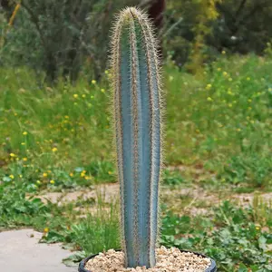Brazilian Blue Cactus - Blue Columnar Cactus 'Pilosocereus azureus'