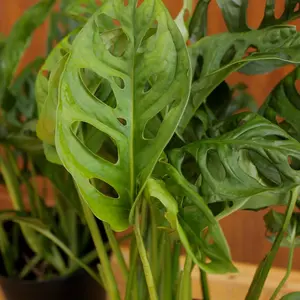 Monstera Adansonii Swiss Cheese Plant 6” - Low-Maintenance Houseplant for Indoor Space - Fruits, Snac