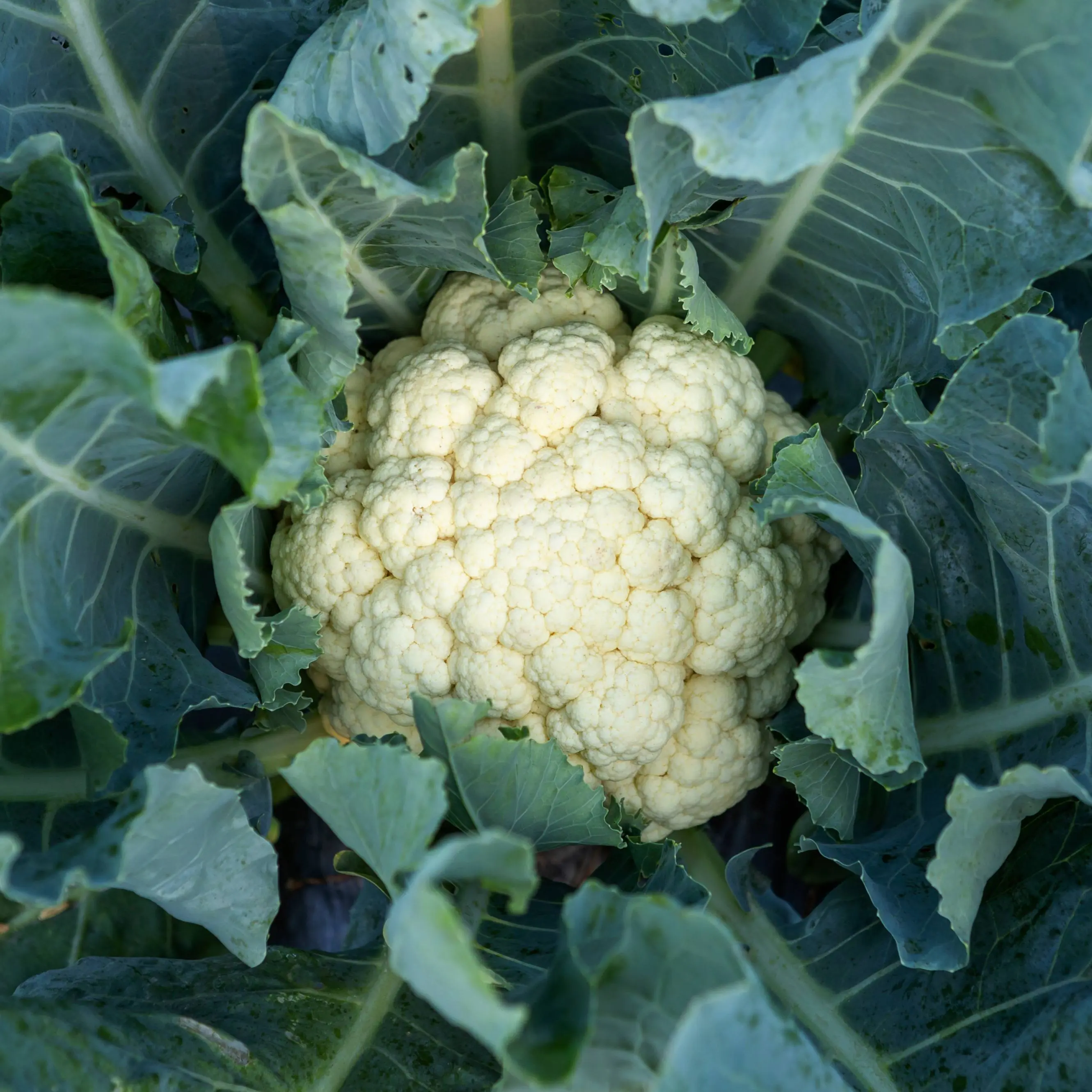 Self Blanche Cauliflower (Brassica oleracea var. botrytis 'Self Blanche') Organic Seeds – Creamy White Self-Blanching Heads, Reliable Cool-Season Crop