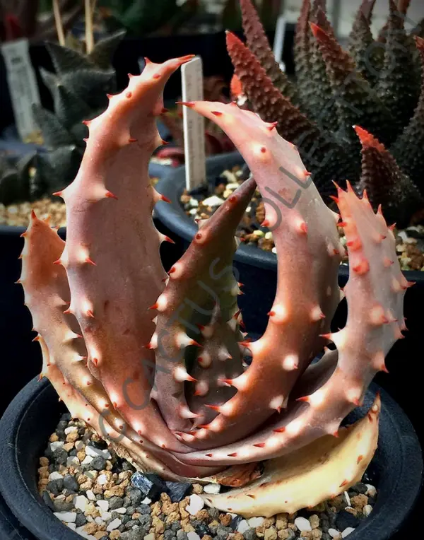 RARE ALOE ACULEATA V. CROUSIANA exotic succulent agave hardy plant seed 10  SEEDS - TikTok Shop