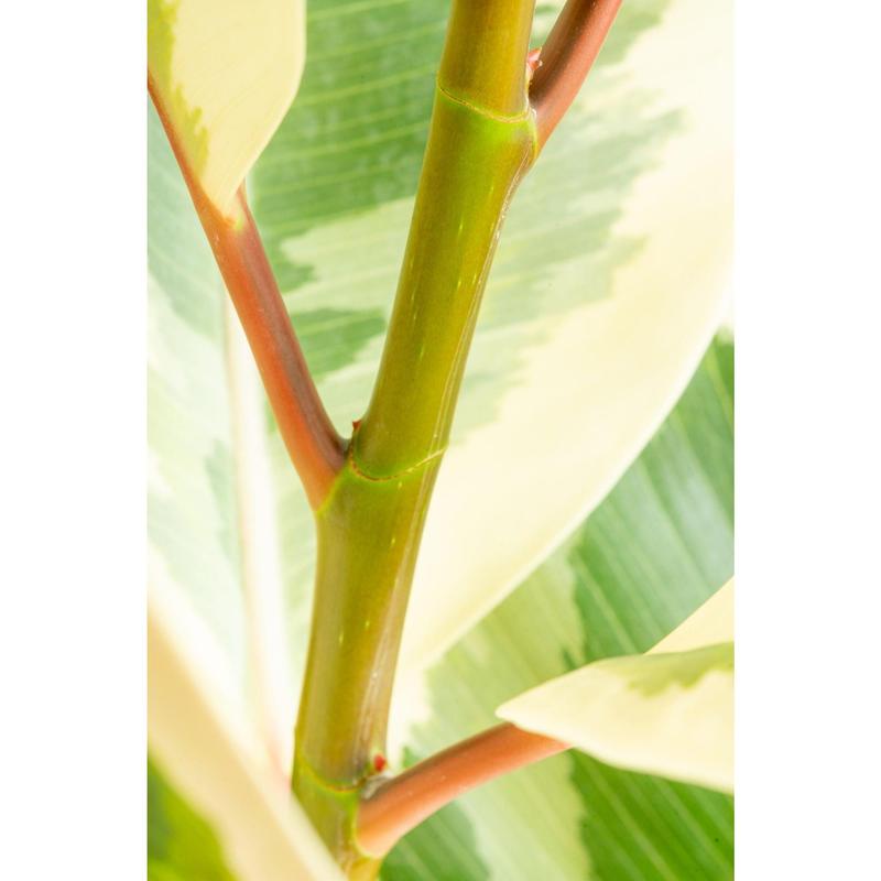 Grower's Choice Ficus Tree | large