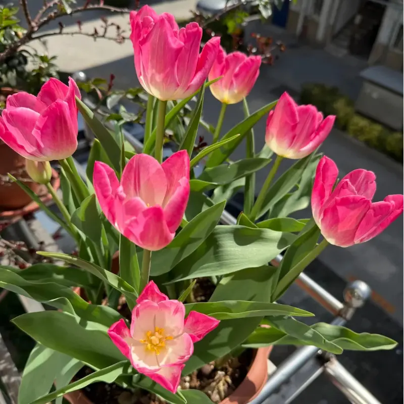 Mixed-Color Cold-Hardy Tulip Bulbs for Balcony and Garden Planting