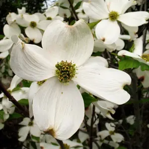 Cherokee Princess Dogwood Tree