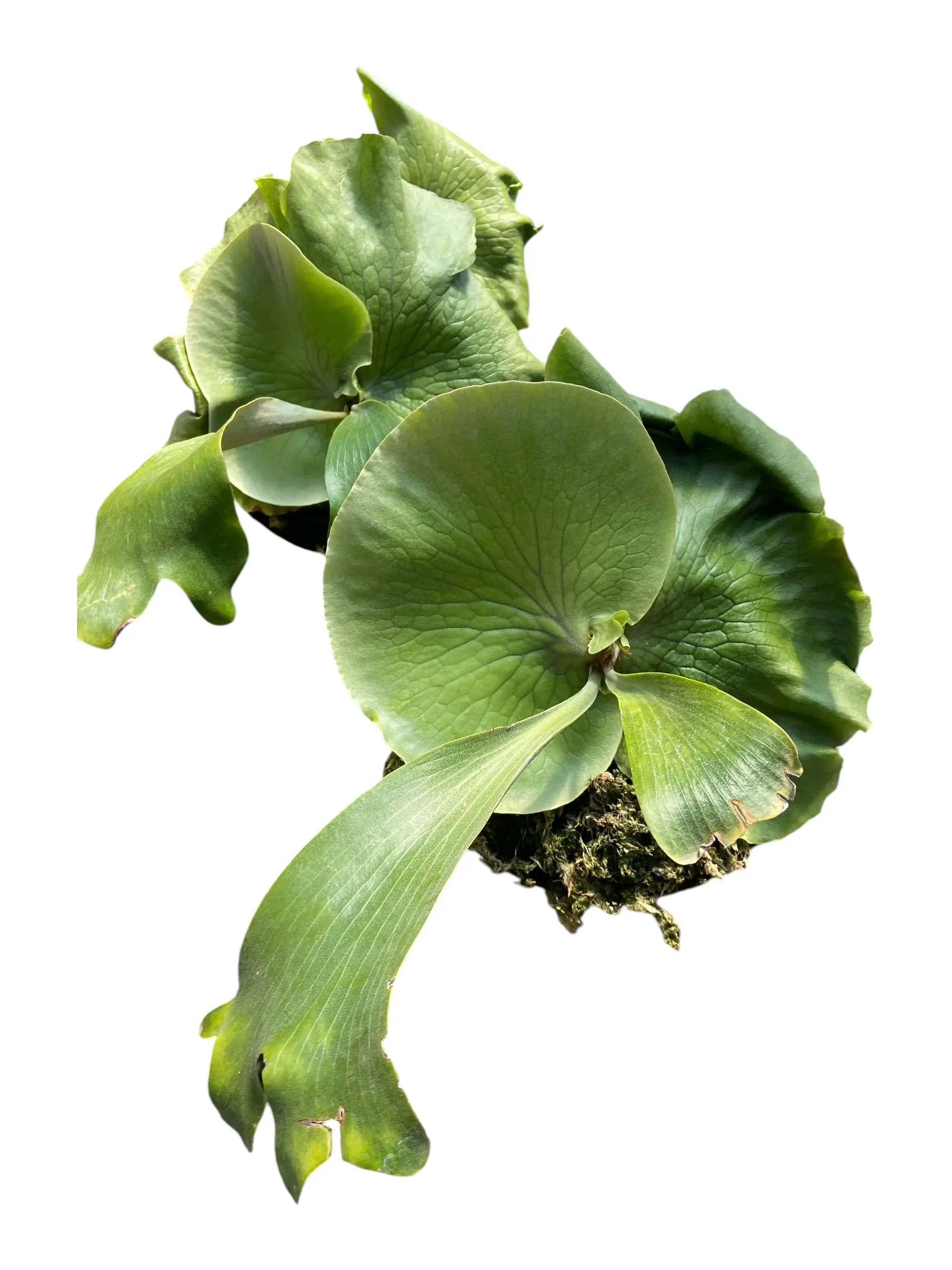 Platycerium Elisotis Live Staghorn Fern, Indoor/Outdoor Garden Plant for Home