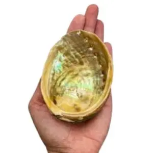 Abalone Shell 3"-4"L used to burn sage