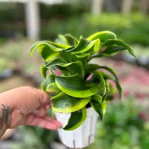 4” Dracaena  tornado