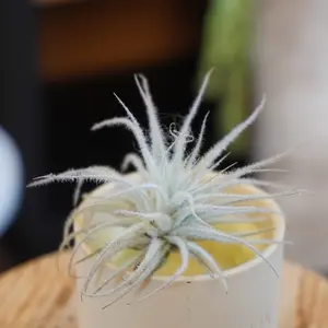 Rare Fuzzy Air Plant -  Tillandsia Tectorum Ecuador