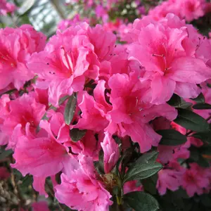 FlorAmore Pink Reblooming Azalea - 1 Gallon Pot