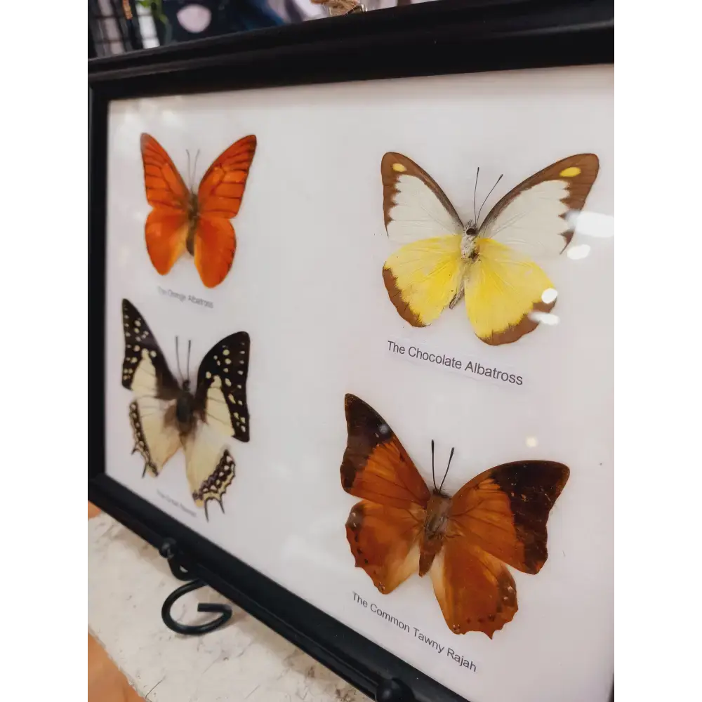 🦋✨ Butterfly Specimen Frame – Beauty, Nature and Wonder 🌿