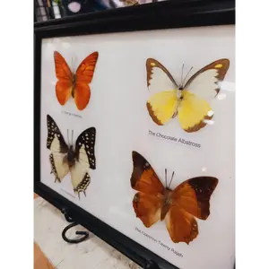 🦋✨ Butterfly Specimen Frame – Beauty, Nature and Wonder 🌿