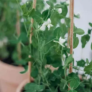 Pea Seeds - Garden - Tom Thumb