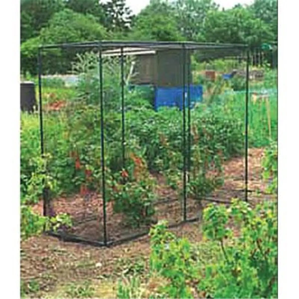 212 MAIN Large 9'10"x6'6"x6'6" High Walk-In Outdoor Garden Fruit Cage, Painted Tubular Steel Frame, Push-Fit Joints, Tough Woven Black Mesh, Walk-In Door for Crop Protection (Home Improvement & Garden Supplies), 9'10" X 6'6" X 6'6"
