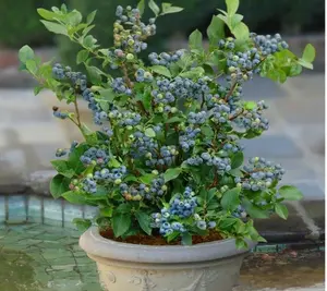 Sunshine Blue "Semi-Dwarf" Blueberry