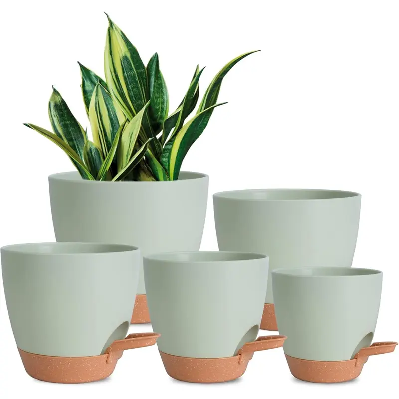 large money plant Money Tree Braid - Live Plant in an 10 Inch Growers Pot main image 1