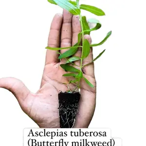 Ascelpias tuberosa (Butterfly weed) monarch pollinator Nature Ornaments Plant