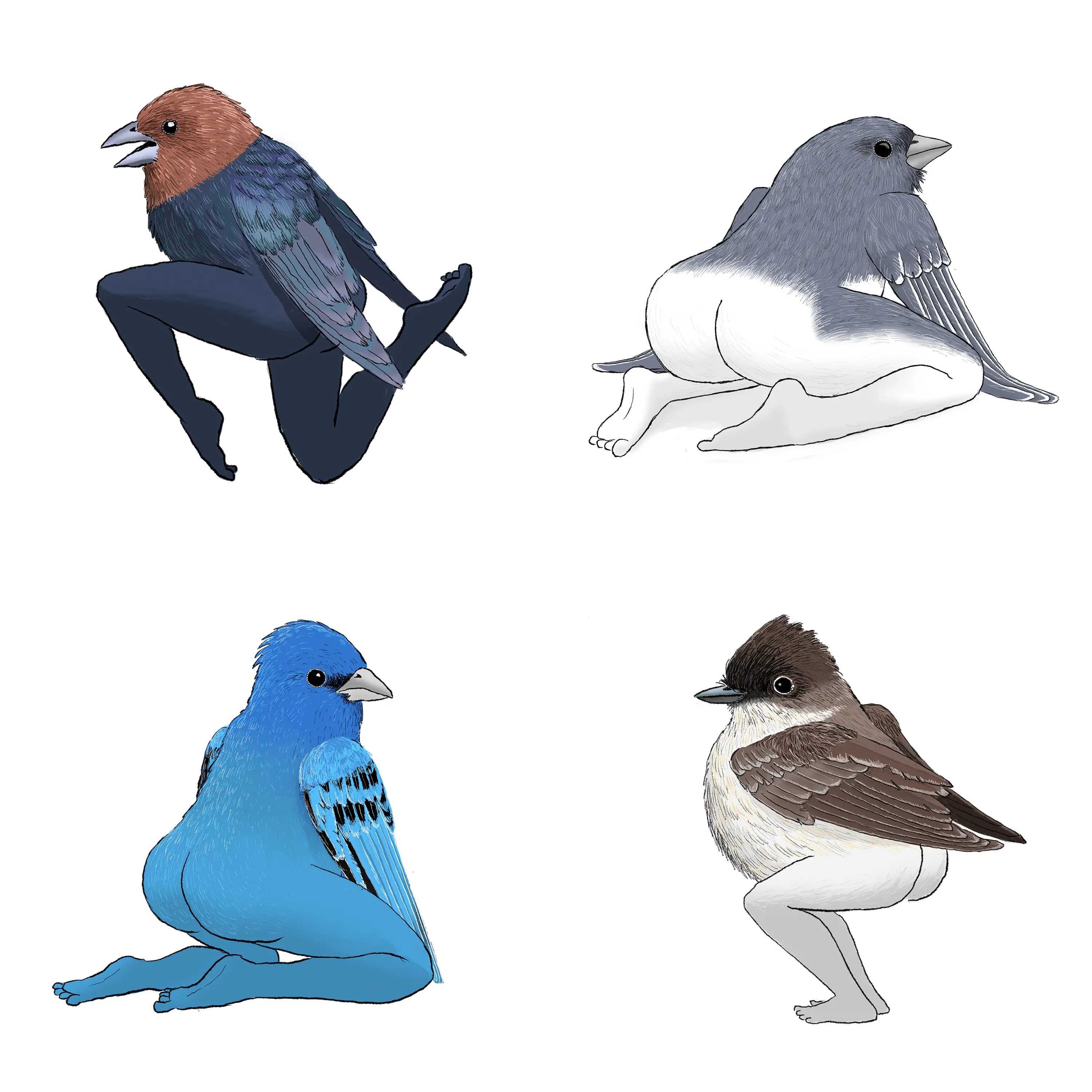 Precise Bird Stickers for Expert Birders (4-Pack) - 2025 Edition