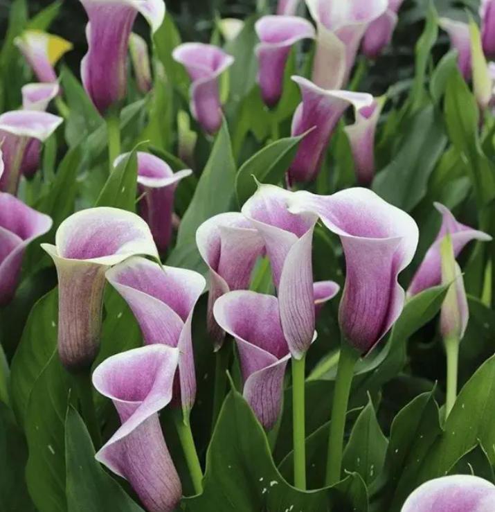 Mixed Calla Lily Seeds – Colorful Calla Lily Flower Seeds, Beginner-Friendly, Non-GMO, Easy to Grow, Suitable for Garden and Pot Planting, Indoor and Outdoor, Ornamental Flower, Summer Blooming, Perfect Gift for Gardeners