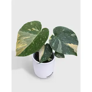 Monstera Deliciosa 'Thai Constellation'