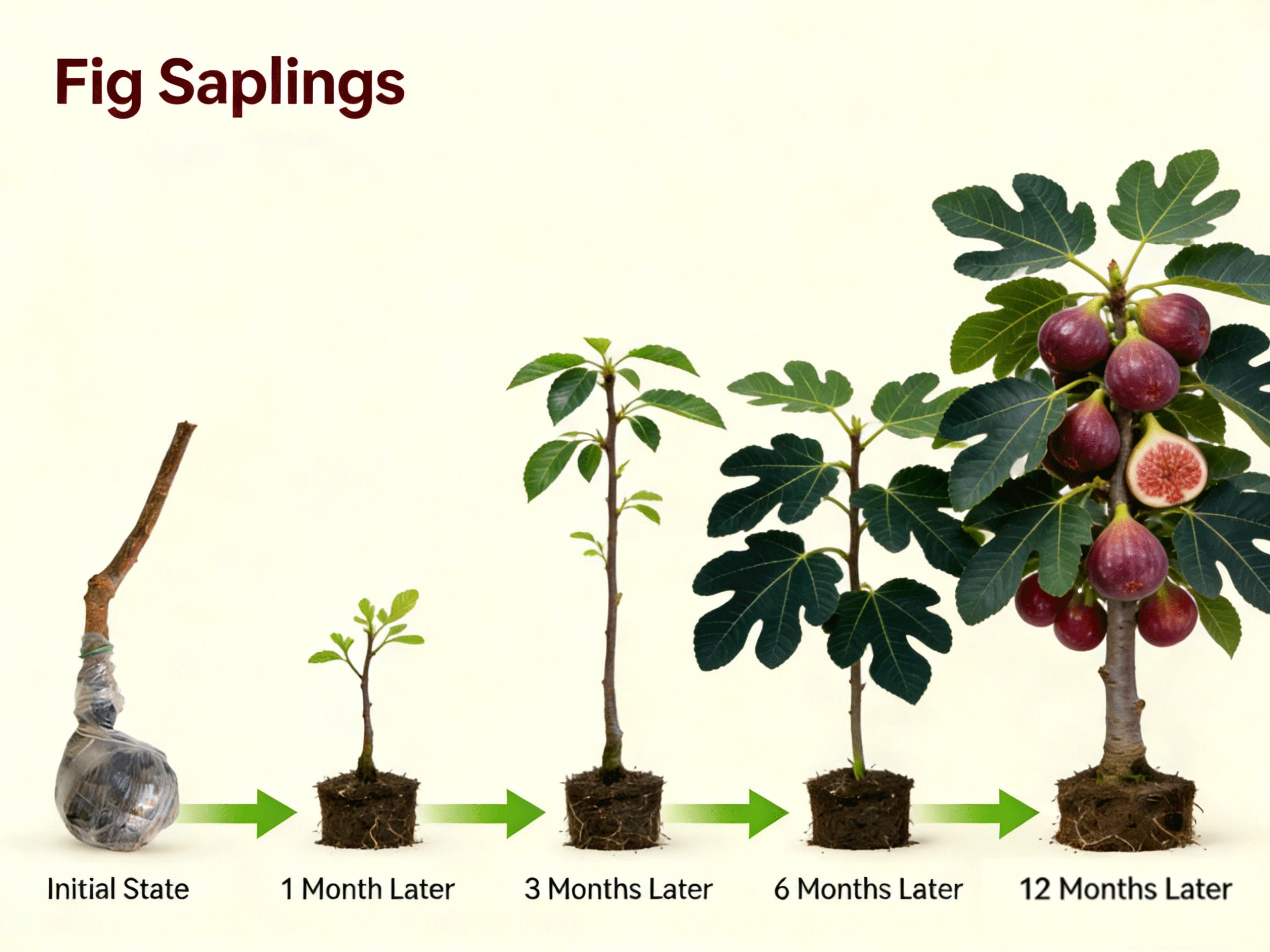 Heirloom Fig Tree Live Plant – Fast Fruiting, Sweet Non-GMO Figs, Easy to Grow Fruit Tree for Patio, Backyard & Container Gardening Heirloom Fig Tree Live Plant – Fast Fruiting, Sweet Non-GMO Figs, Easy to Grow Fruit Tree for Patio, Backyard & Container Gardening