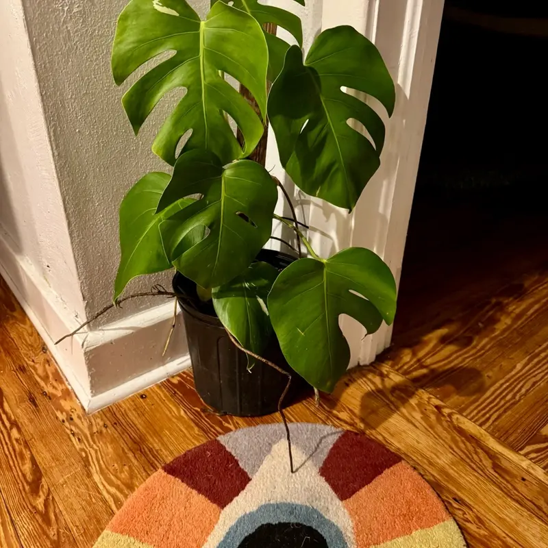 Monstera Deliciosa