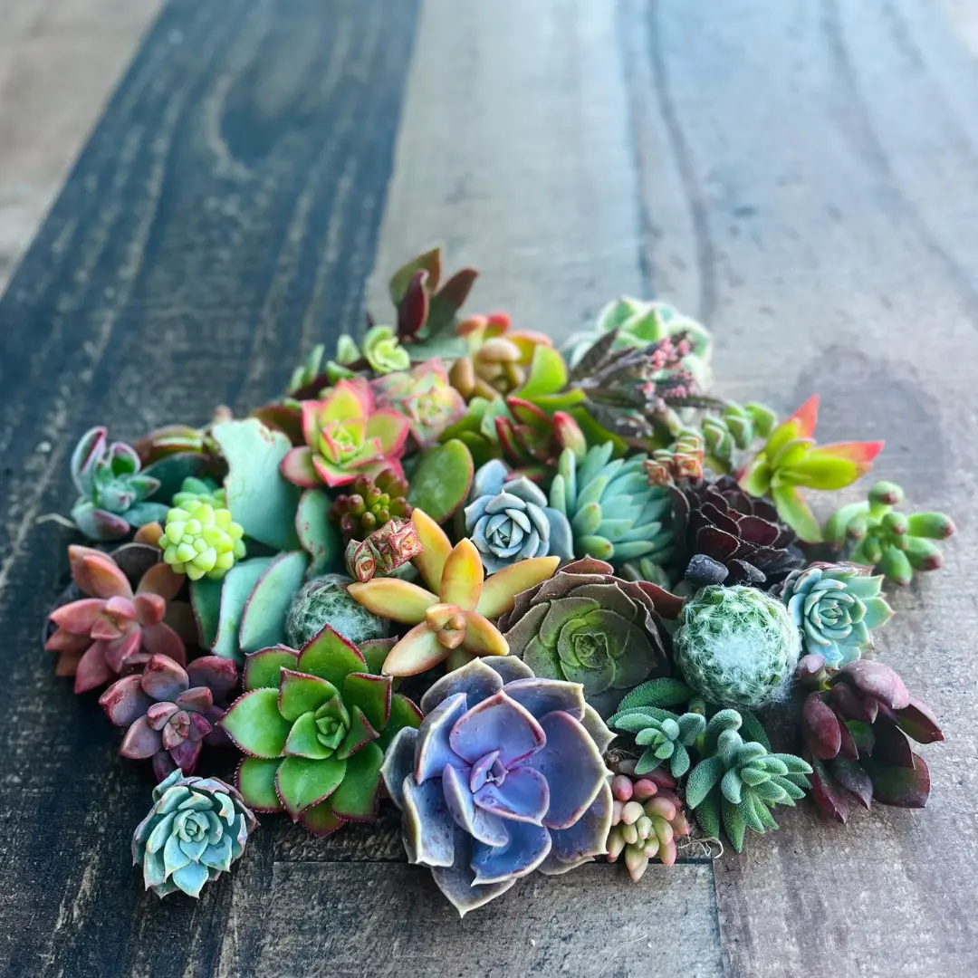 Colorful Succulent Cuttings - Assorted Live Succulent Clippings Colorful Succulent Cuttings - Assorted Live Succulent Clippings