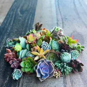 Colorful Succulent Cuttings - Assorted Live Succulent Clippings