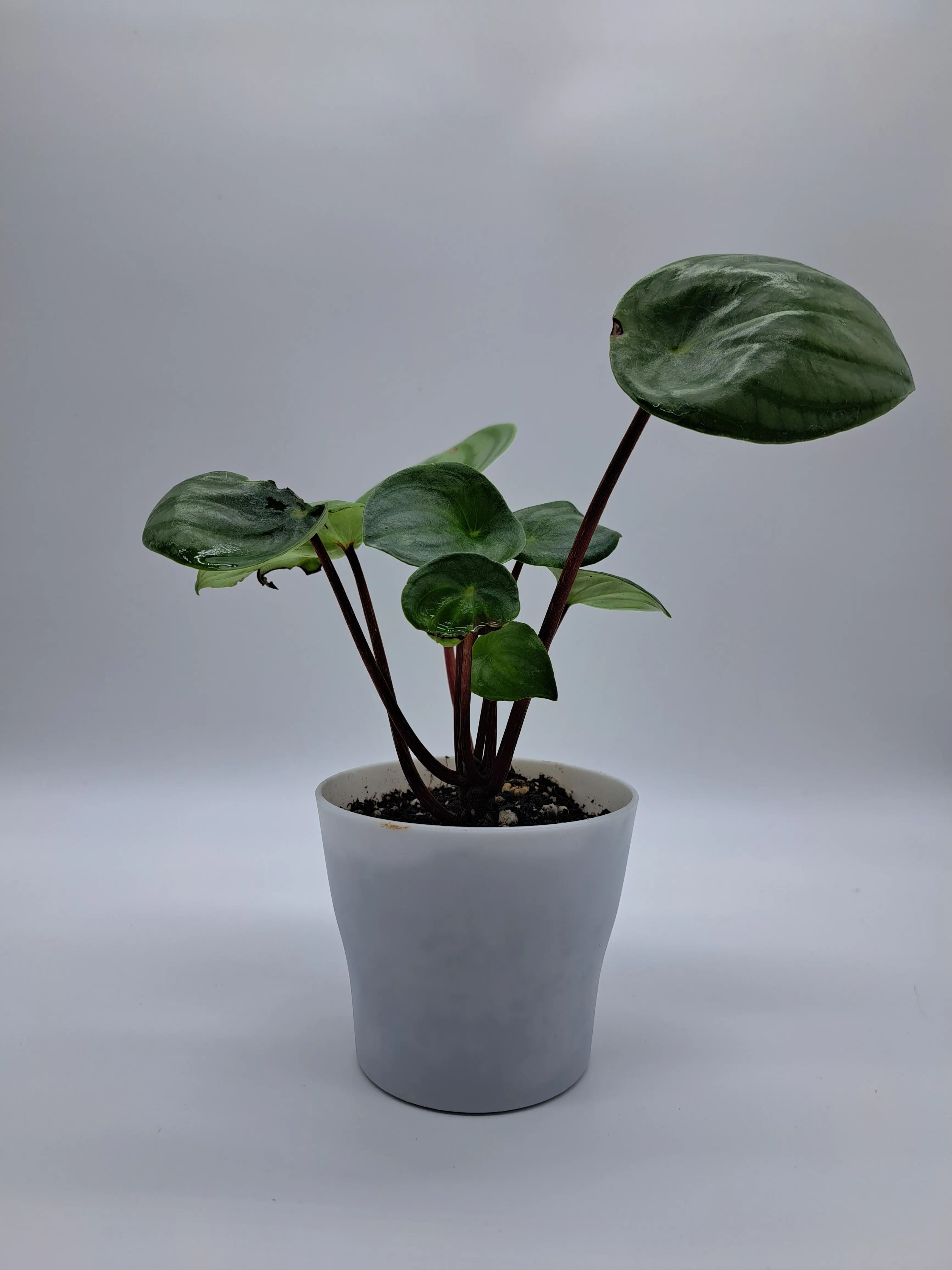 Watermelon peperomia