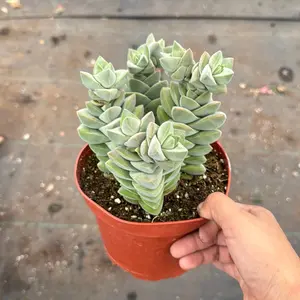 Crassula Moonglow Succulent Plant 6 inch pot Crassula Moonglow Succulent Plant 6 inch pot