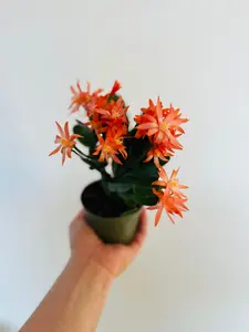 Spring Cactus - Schlumbergera Gaertneri  - 4" Pot