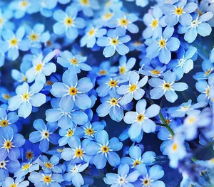 500 Seeds for Ground Cover for Tulips and Other Bulbs