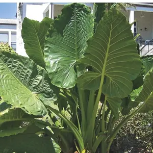 Alocasia  -Borneo Giant - Elephant Ear - Alocasia macrorrhiza Elephant ear - Huge ELEPHANT EAR Taro- Small Rooted Plants