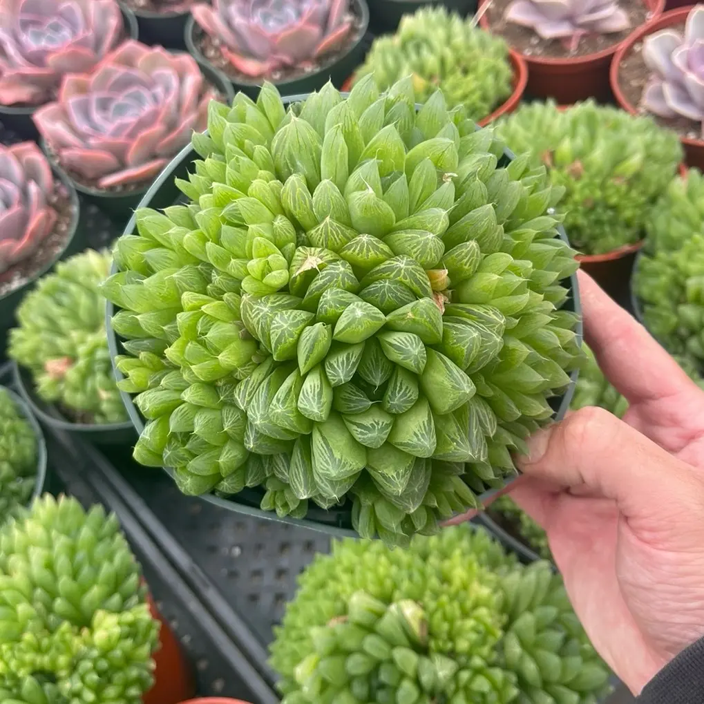 6” haworthia transparent green