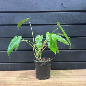 Verde Plant Philidendron Planter 4 Inch Pot